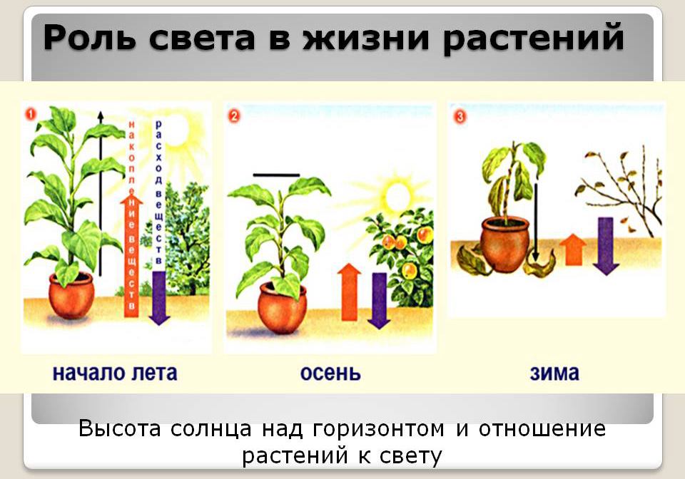 Реферат: Биоритмы. Фотопериодизм